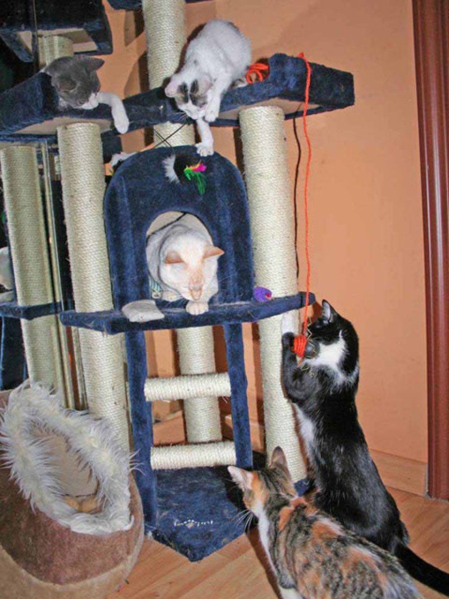 gatos jugando en la guardería