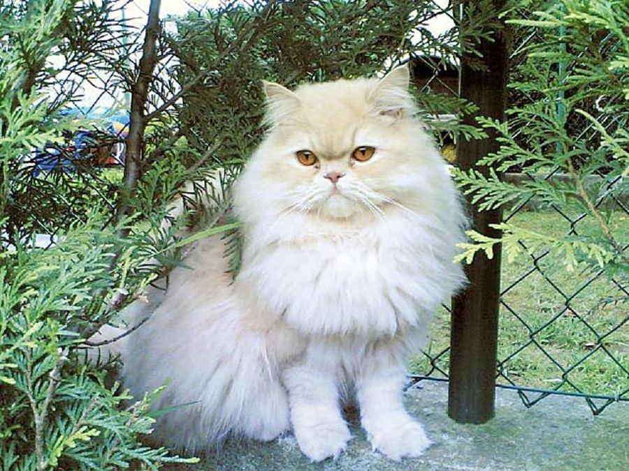 gato blanco en el jardín