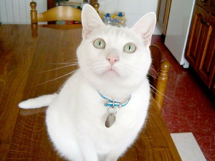 gato blanco con collar azul