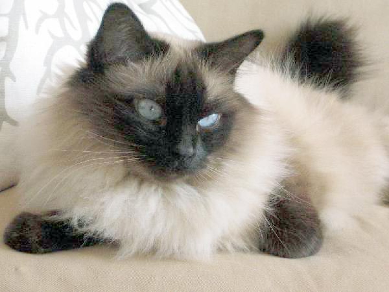 gato ojos azules