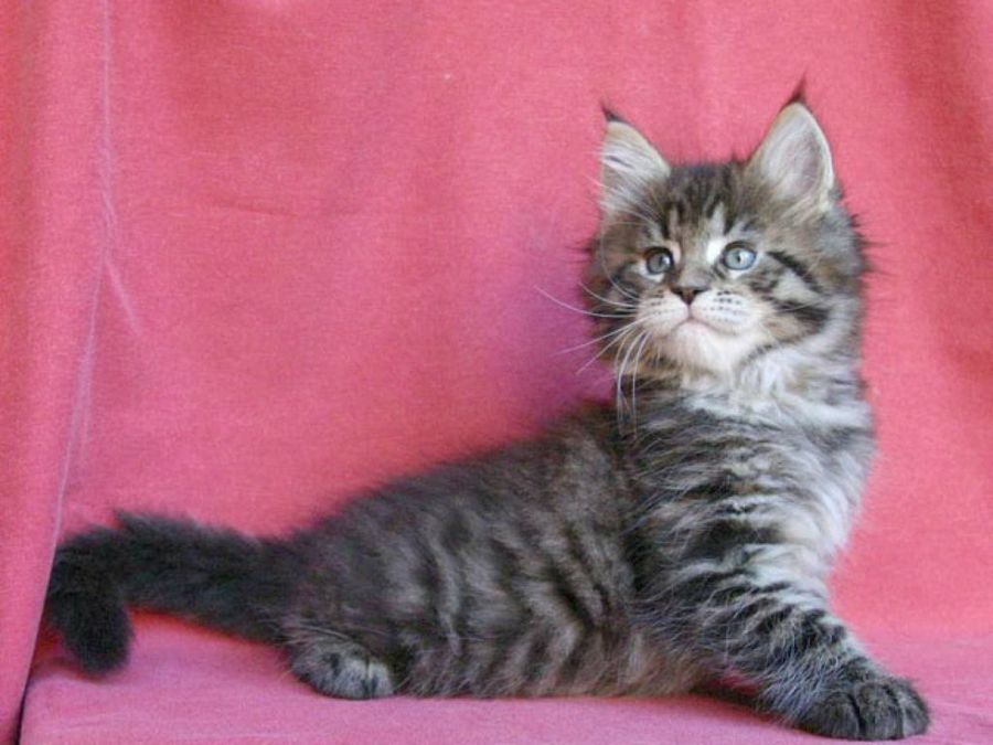 gato-mapache fondo rosa