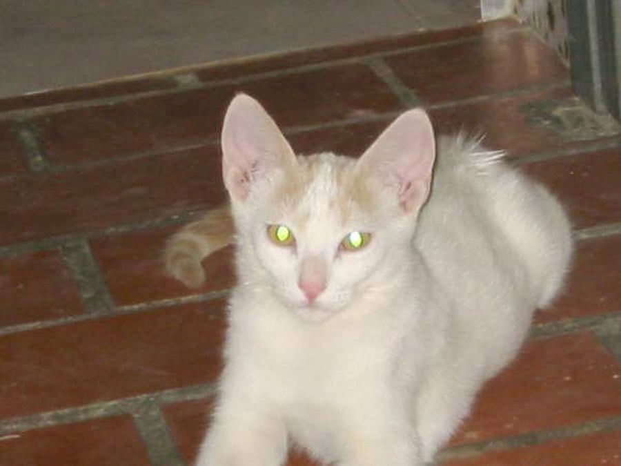 gato blanco