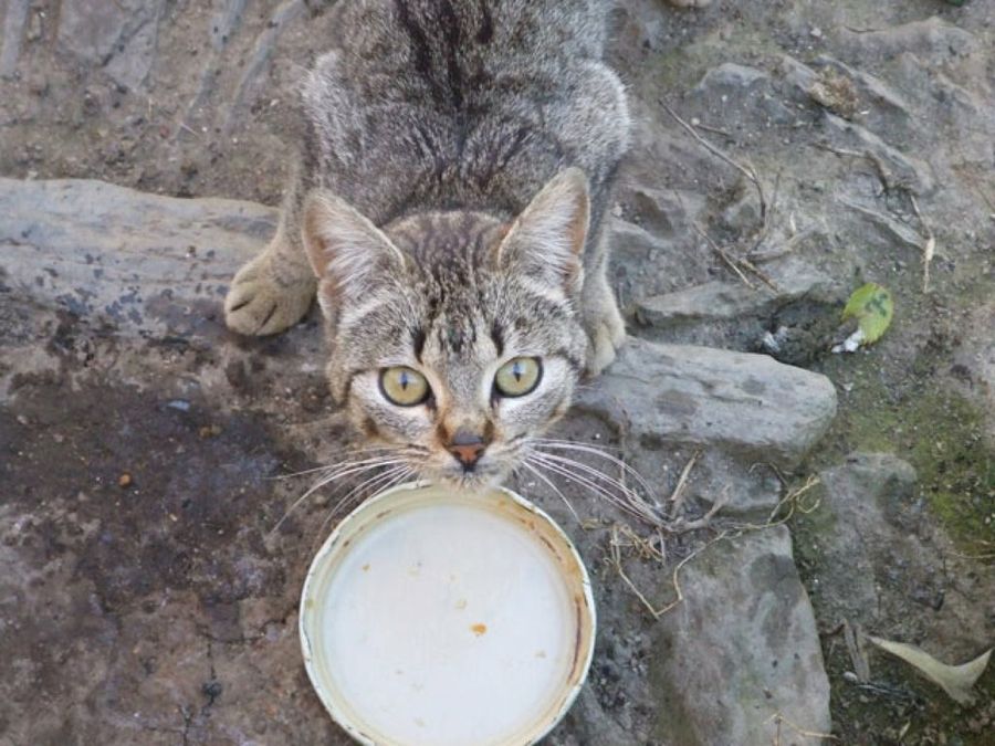 gato subido a unas piedras