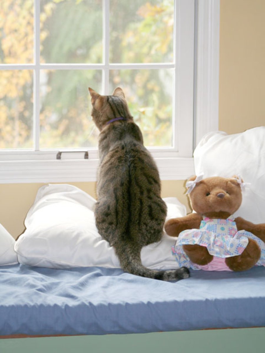 Mi Gato Gotea Agua Por La Boca El comportamiento de los gatos | Mascotas