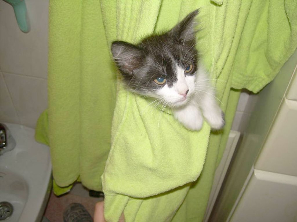 Mi Gato Gotea Agua Por La Boca El comportamiento de los gatos | Mascotas