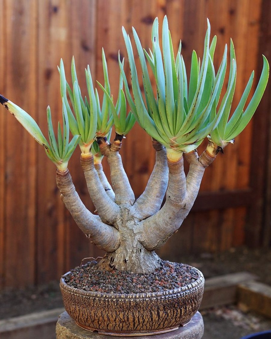 Cactus Bonsais Plantas