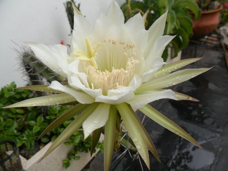Flor de cactus y mis visitas diarias | Plantas