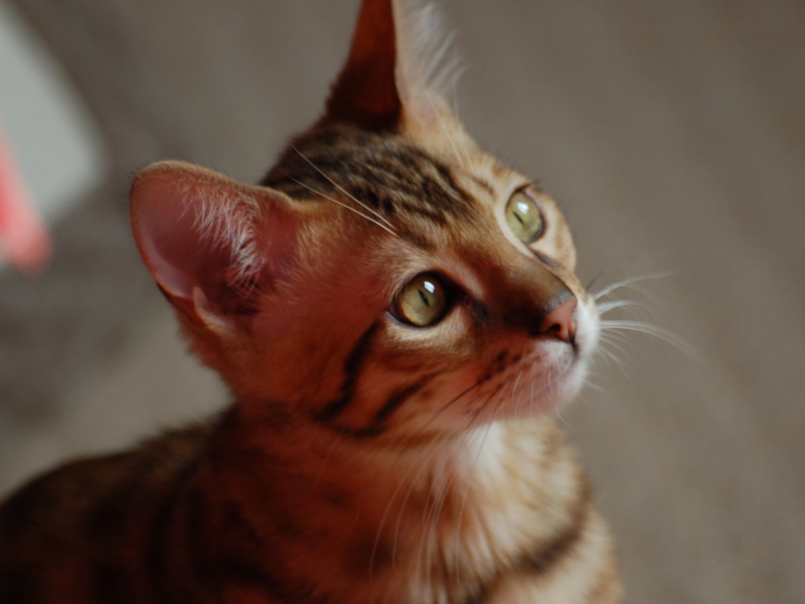 bengali