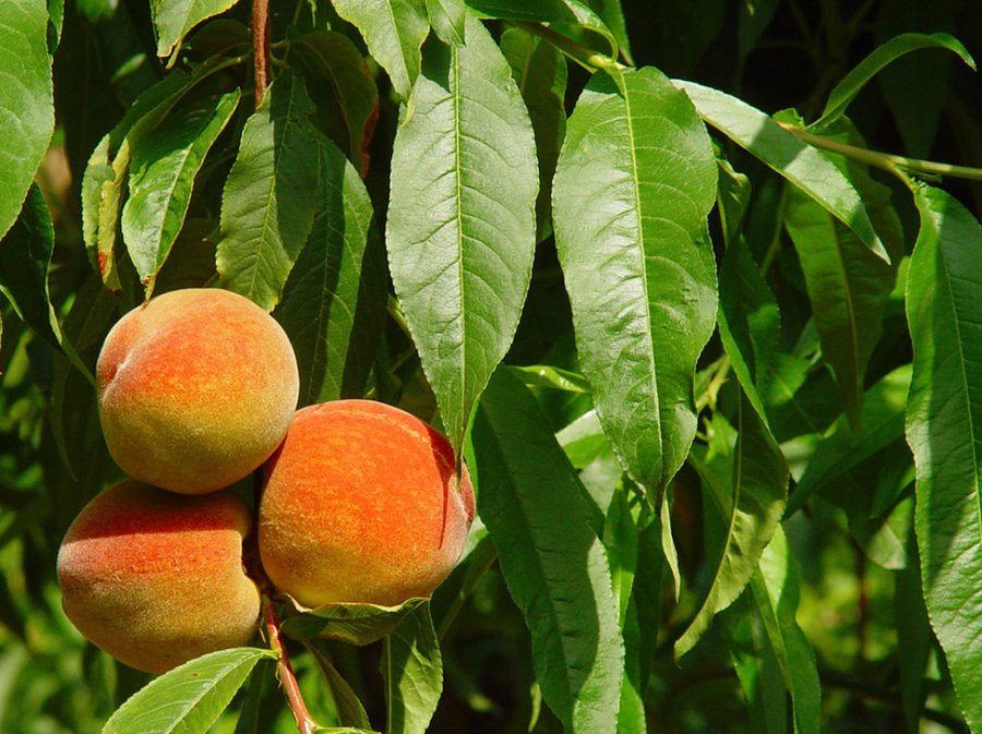 Урожайность персика. Старый персик. Старый персик дерево. Старое персиковое дерево. Персик в виде чаши.