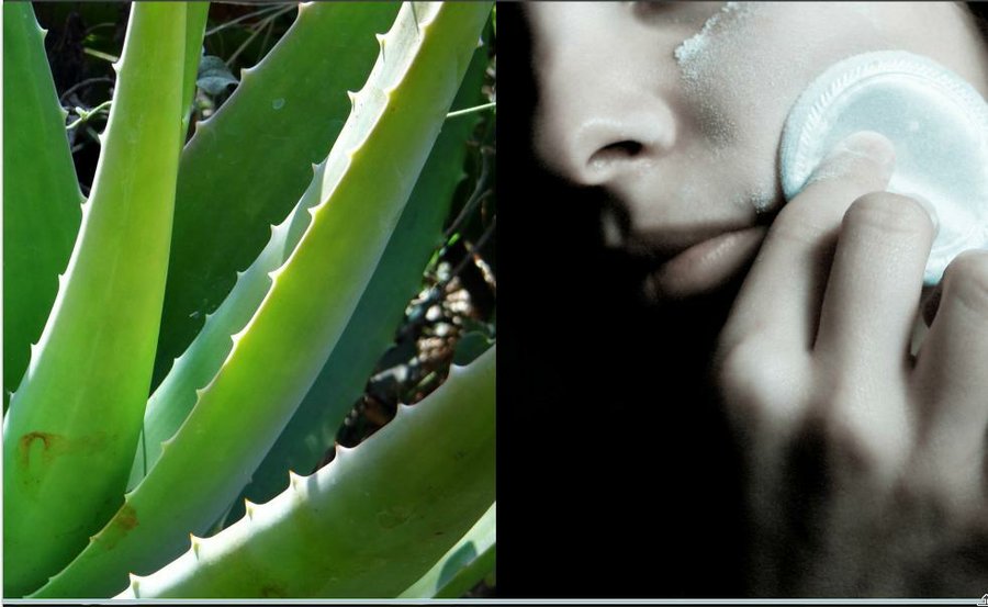 Limpiador Facial Natural De Aloe Vera Plantas