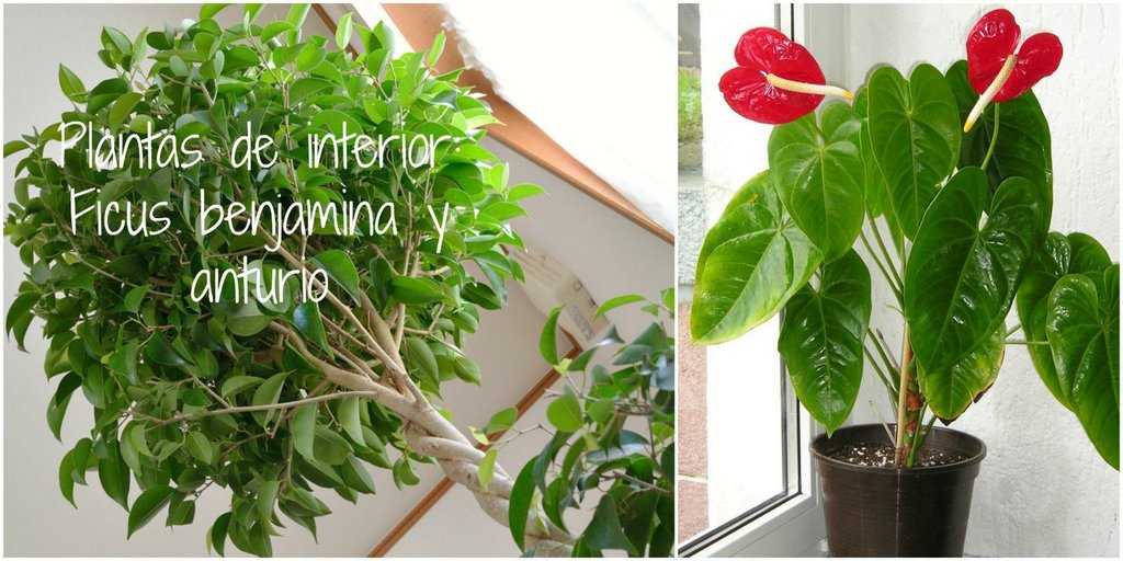 Las 2 plantas de interior más fáciles de cuidar (y más bonitas) | Plantas