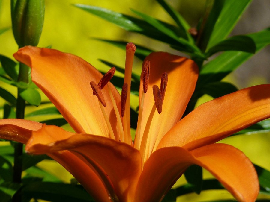 Reproduce tus lilis holandesas | Plantas