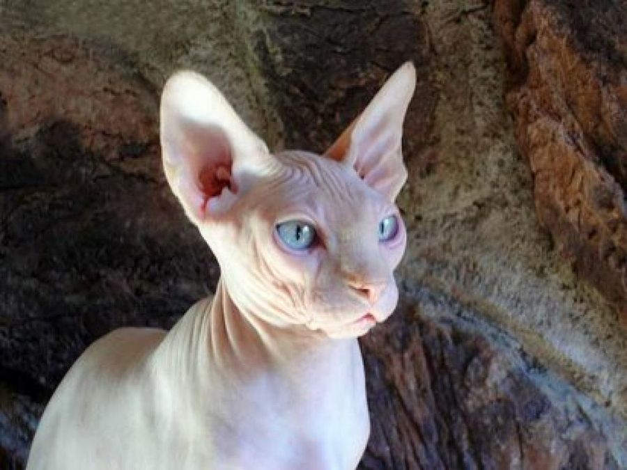 Perros Y Gatos Que No Dan Alergia Mascotas