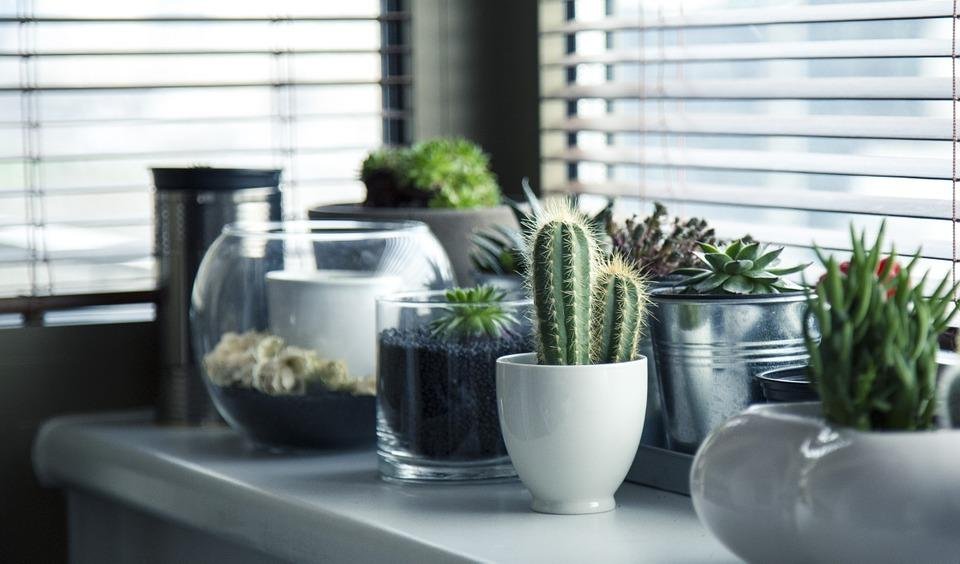 Ideas irresistibles para decorar tu casa con cactus