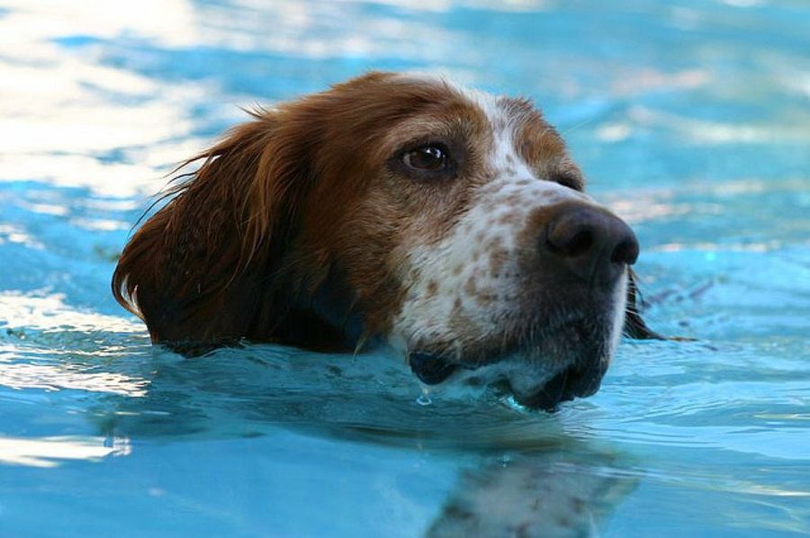 Resultado de imagen para perros nadar