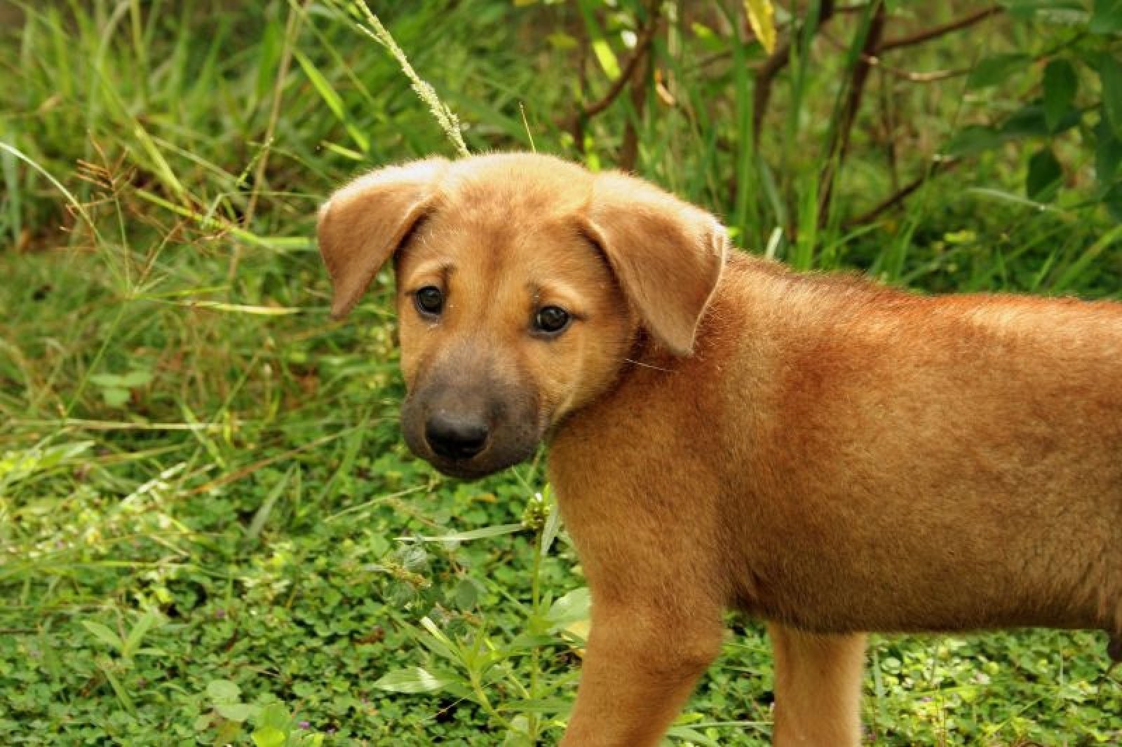Educación de cachorros de perro