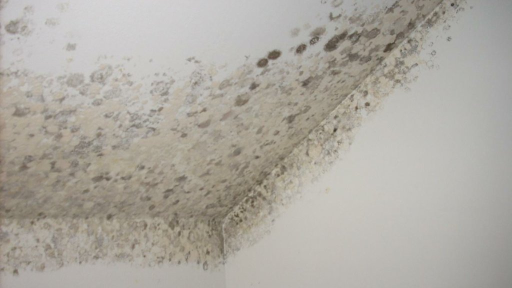 Cuáles son los tipos de humedad en las paredes