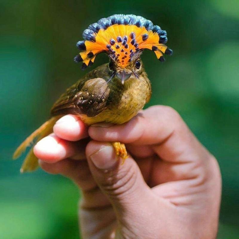 Implacable motivo Comprometido 10 aves exóticas hermosas que te gustarán | Mascotas