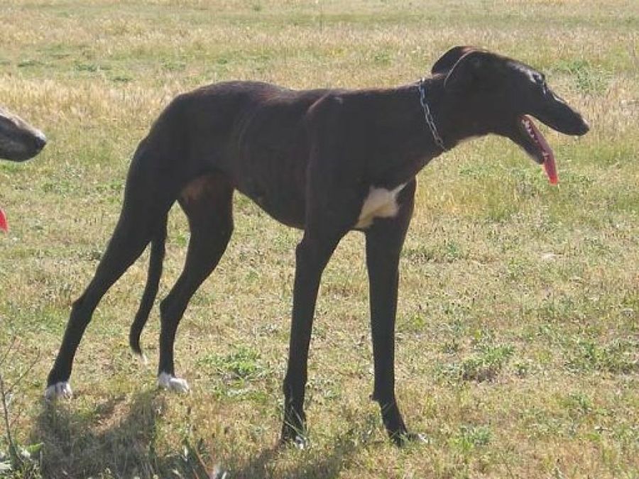 galgo español