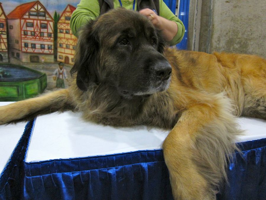 leonberger