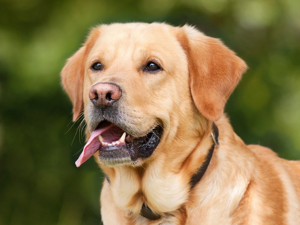 500+ Nombres para Mascotas: Perros, Gatos y Más