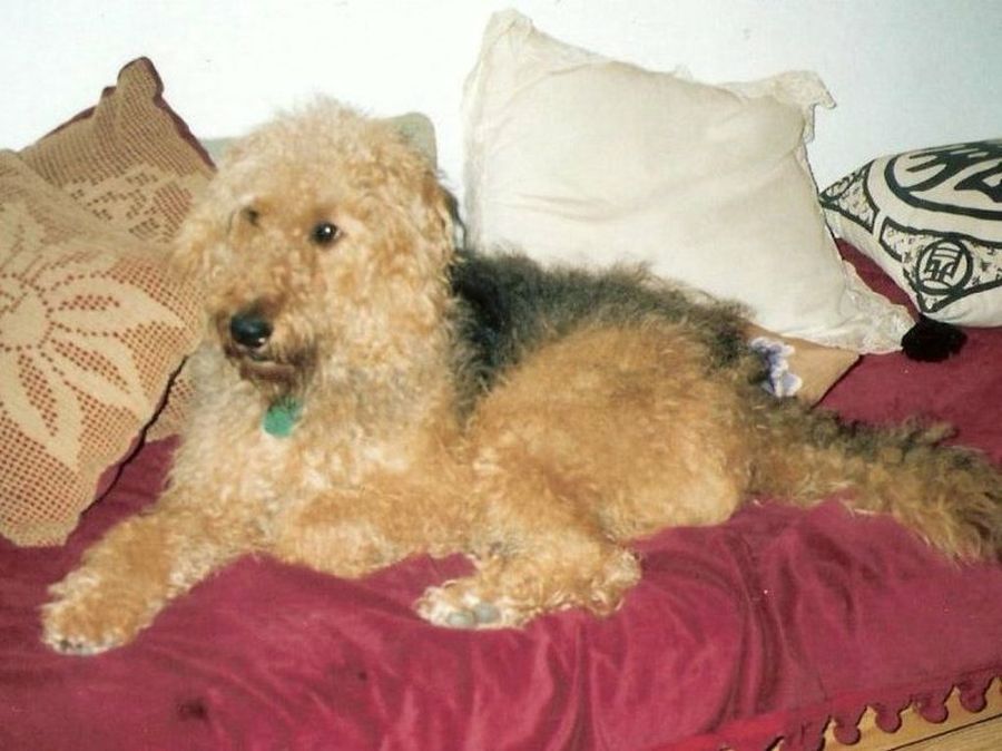 Airedale Terrier