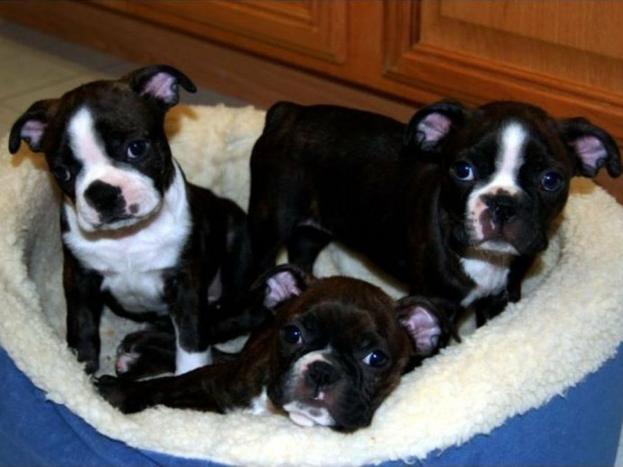 Boston Terrier
