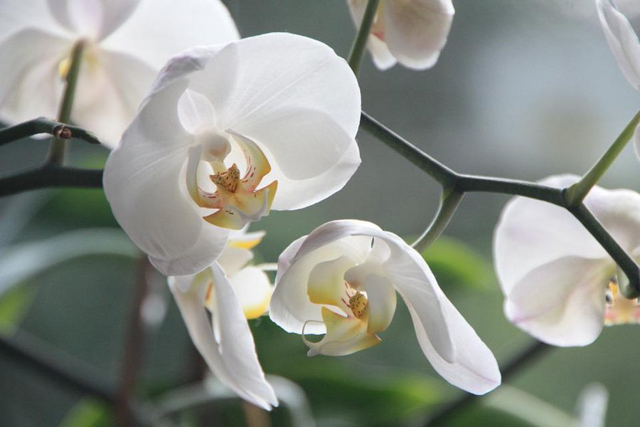 Las orquídeas más conocidas | Plantas