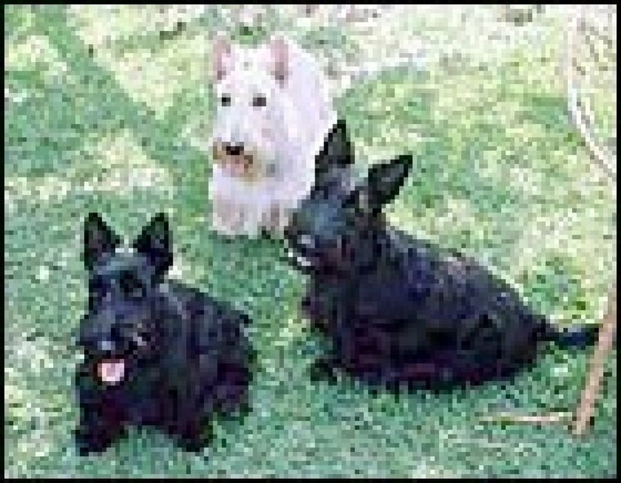 scottish negros y blanco