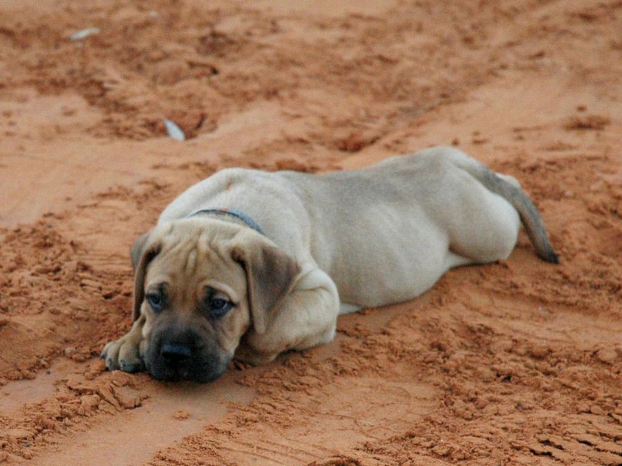 bullmastiff