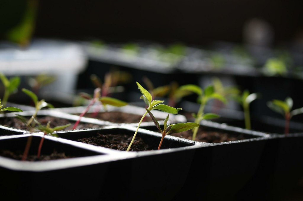 Cómo germinar semillas de hortalizas • PicaronaBlog