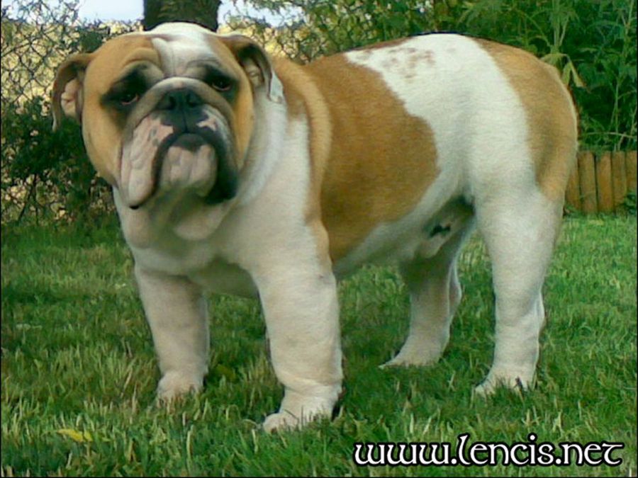 Bulldog