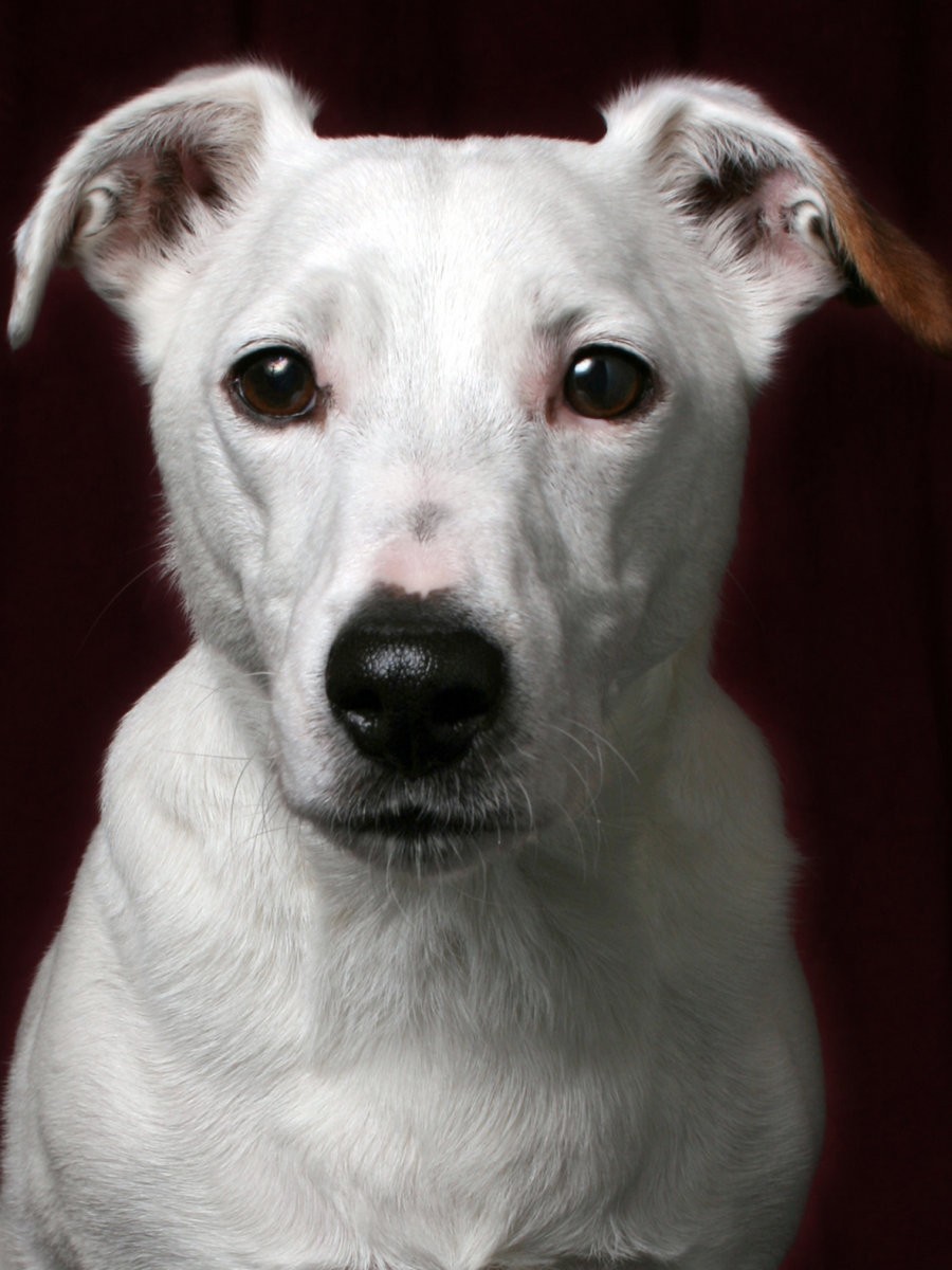 Perro