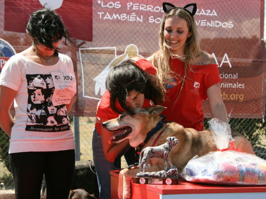 Concurso perros sin raza