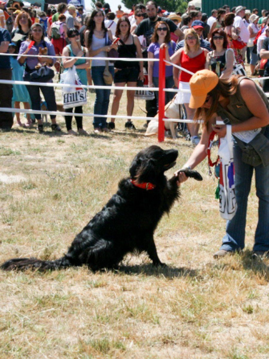 Concurso perros sin raza