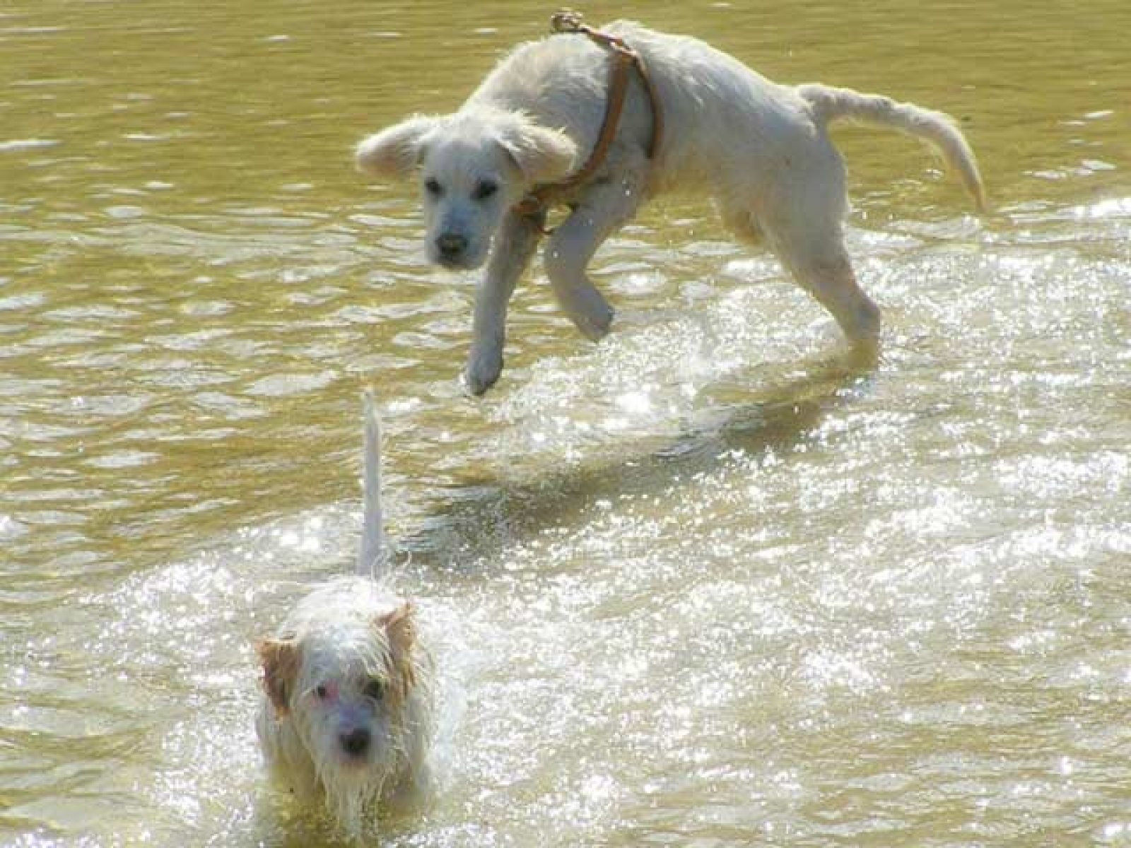 salto