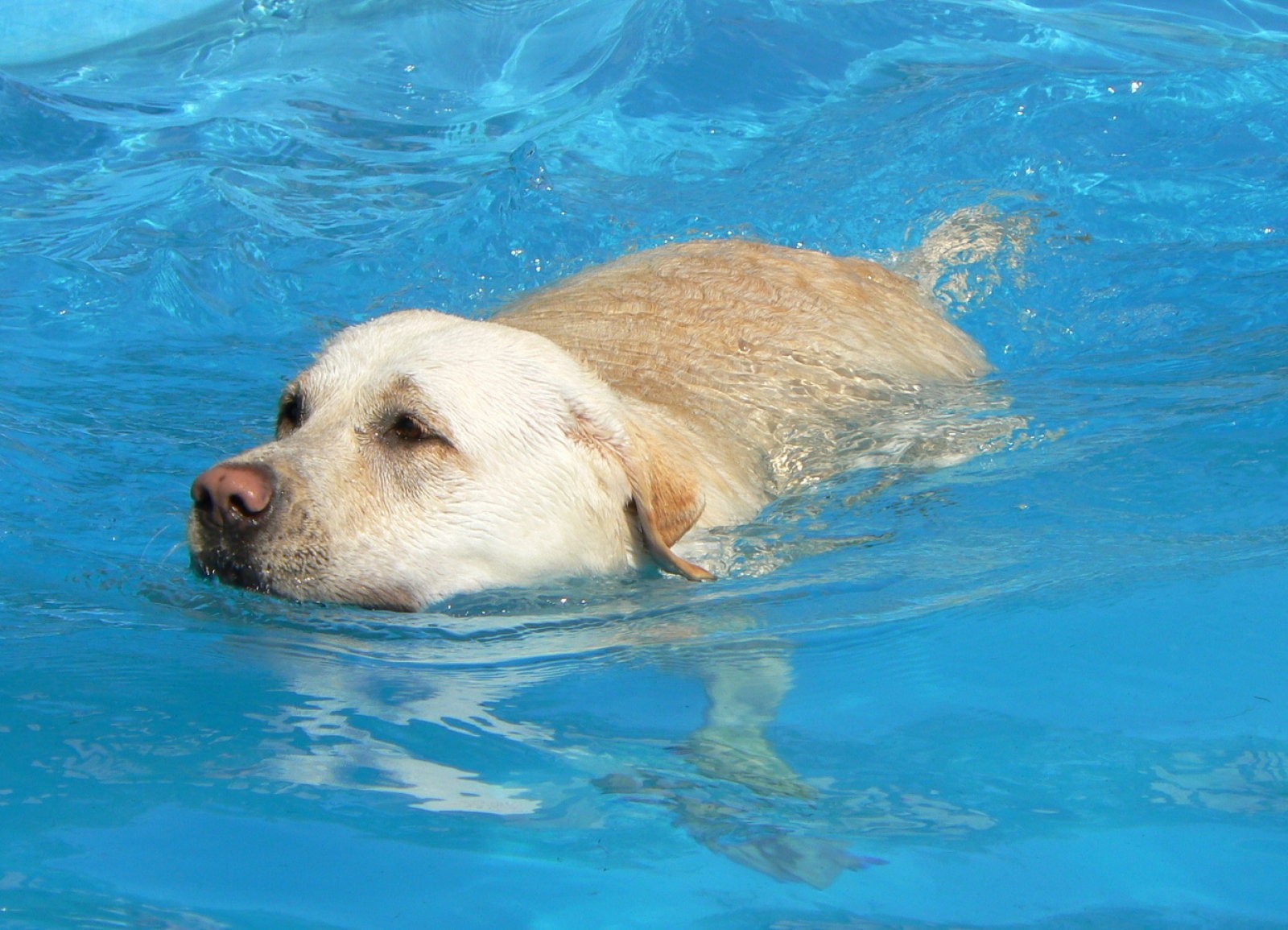 Perro