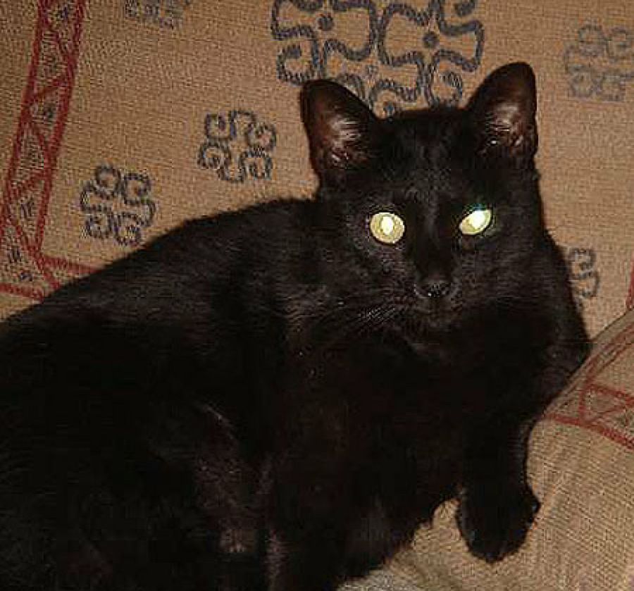 gato negro