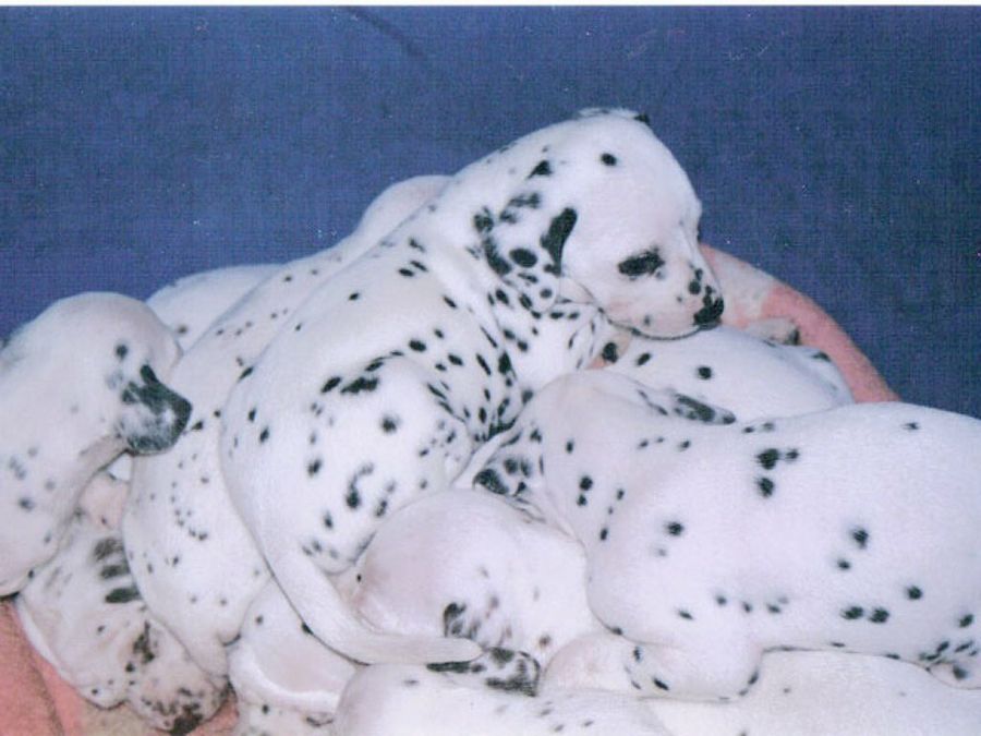 cachorros dálmatas