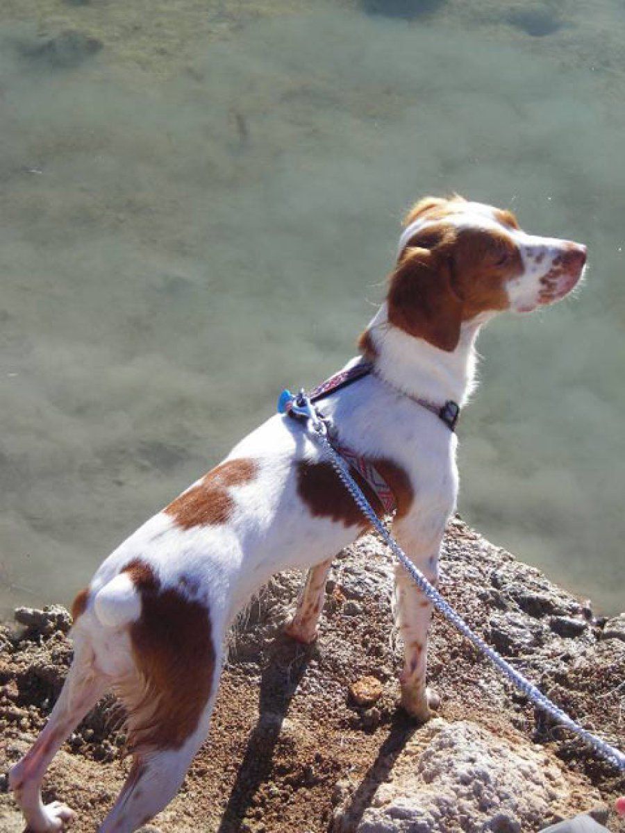 perro marrón y blanco