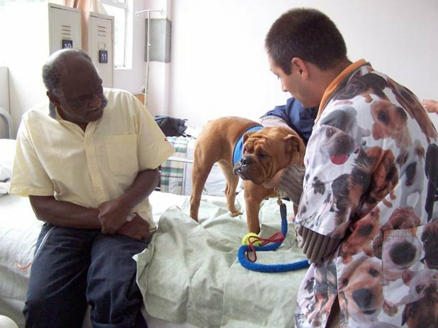 perro en habitación hospital