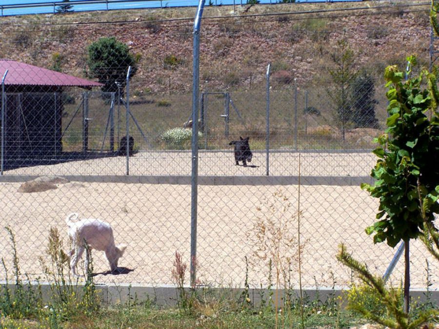 peros en la residencia