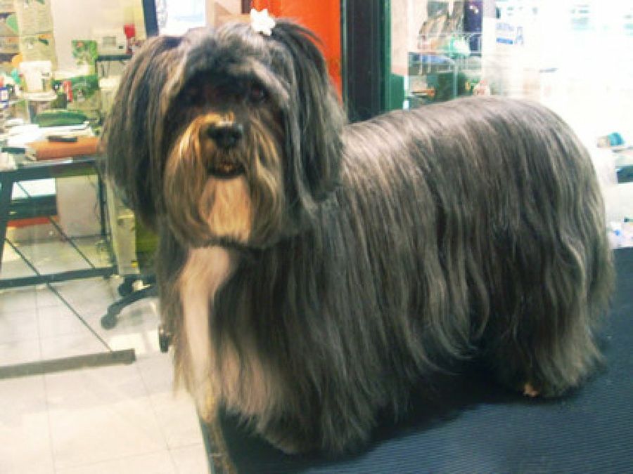 perro en peluquería