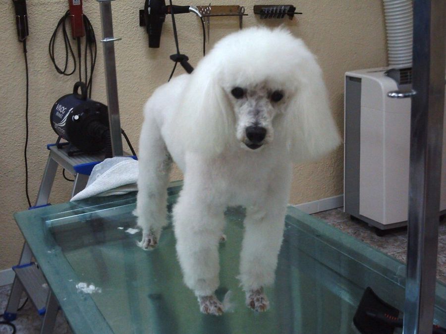 perro en peluquería