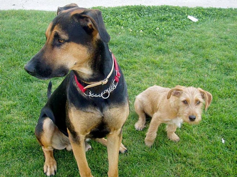 perros en el césped