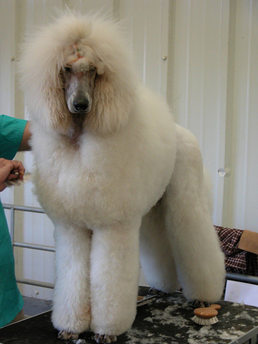 exposiciones caninas