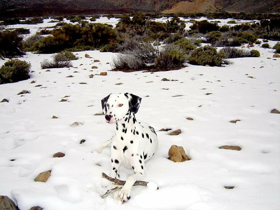 dálmata en la nieve