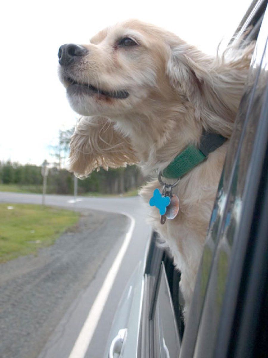 perro por la ventanilla