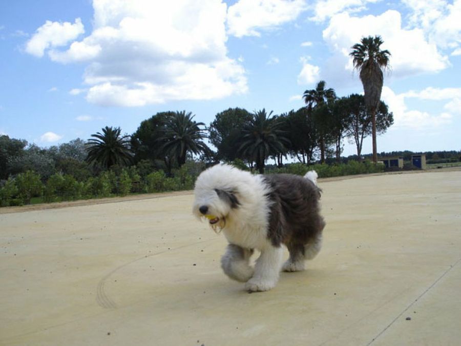 perro corriendo
