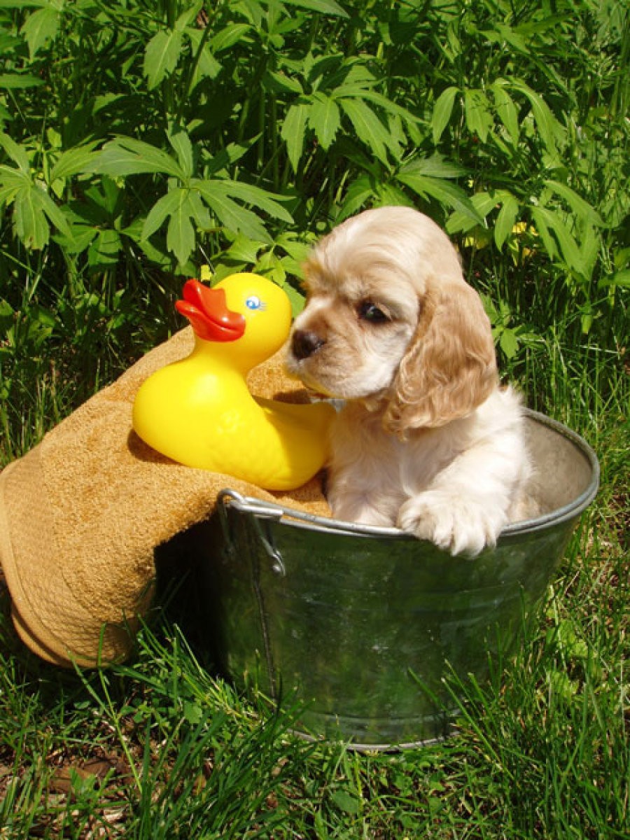 perro con pato de goma